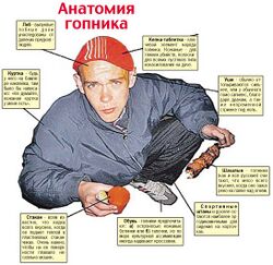 Gopnik-anatomics.jpg